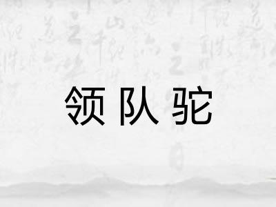 领队驼 领队驼