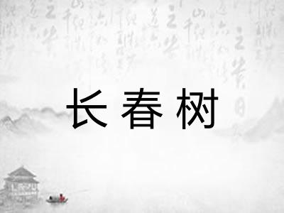 长春树 长春树