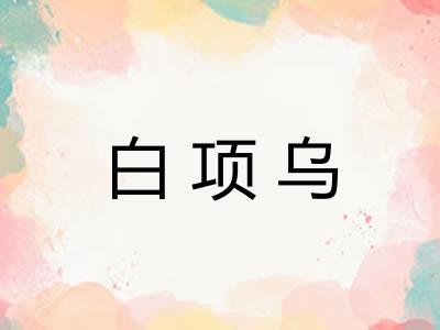 白项乌 白项乌