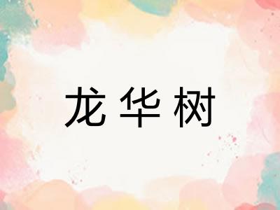 龙华树