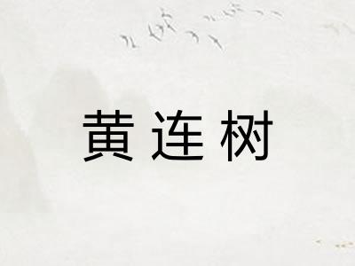 黄连树 黄连树