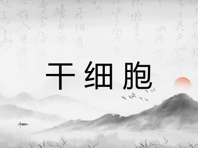 干细胞 干细胞