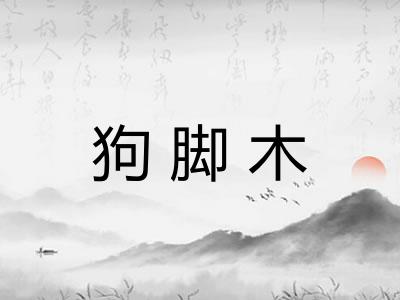 狗脚木 狗脚木